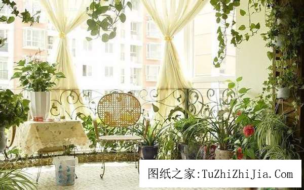 陽臺布置風(fēng)景植物大全 助你興旺家居風(fēng)景