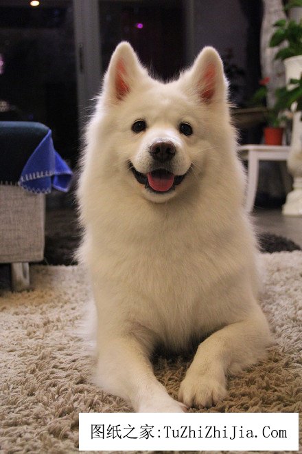 五種家居風(fēng)景教你辨別你家是否適合養(yǎng)寵物 ——鳳凰房產(chǎn)重慶