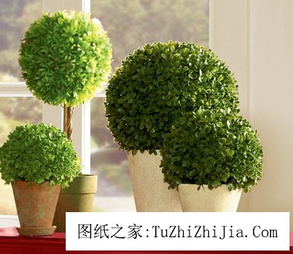 盆栽綠植改變風景 財運事業一起旺