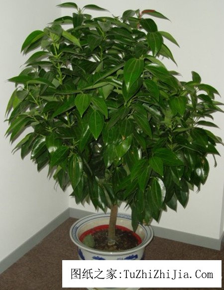 家居風景必備招財樹 招財樹的養殖方法你了解嗎