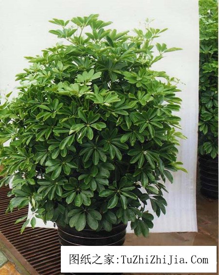 家居風景必備招財樹 招財樹的養殖方法你了解嗎