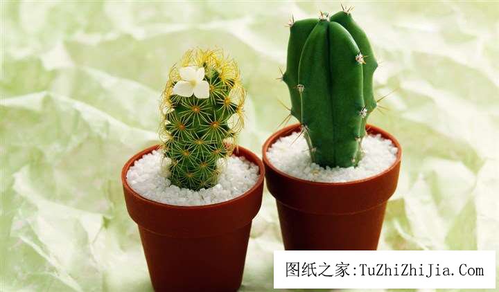 仙人掌在風(fēng)景中被禁忌的原因