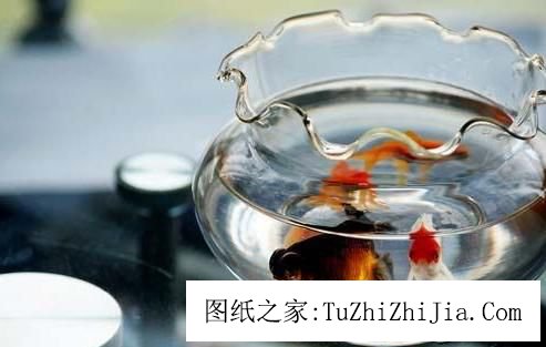 家里有這10樣?xùn)|西能救你的命 魚缸必不可少