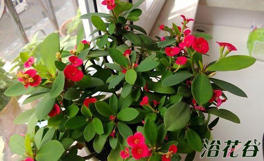 虎刺梅的養殖方法及注意事項，虎刺梅致癌嗎？