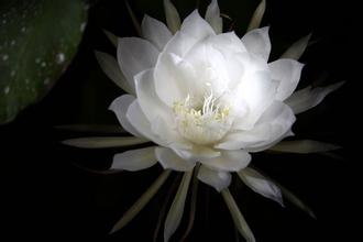 曇花的藥用價值？曇花可以吃嗎？