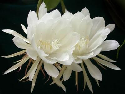 【圖】曇花的養殖方法？曇花什么時候開花？