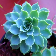 【圖】寶石花怎么養(yǎng)？寶石花的種植方法