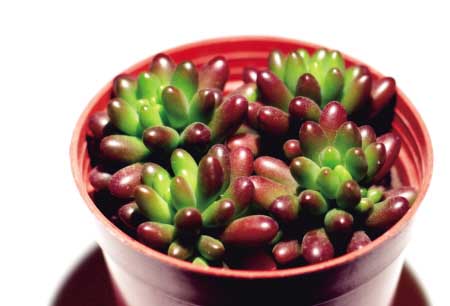 虹之玉的養殖方法？虹之玉掉葉子怎么辦【圖】