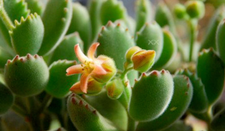 熊童子怎么養？熊童子掉葉子怎么辦？【圖】