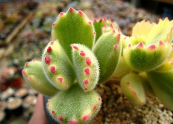 熊童子怎么養？熊童子掉葉子怎么辦？【圖】