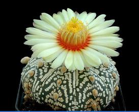 金琥仙人球開花嗎？金虎仙人球怎么養？