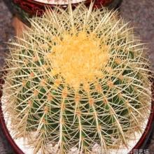 金琥仙人球開花嗎？金虎仙人球怎么養？