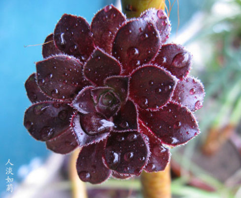 黑法師的養殖方法？黑法師是多肉植物嗎？【圖】