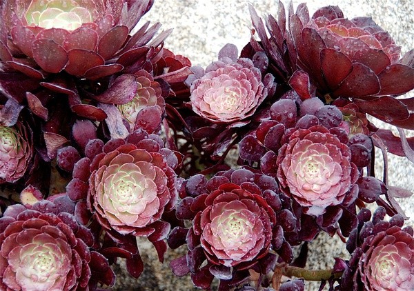 黑法師的養殖方法？黑法師是多肉植物嗎？【圖】