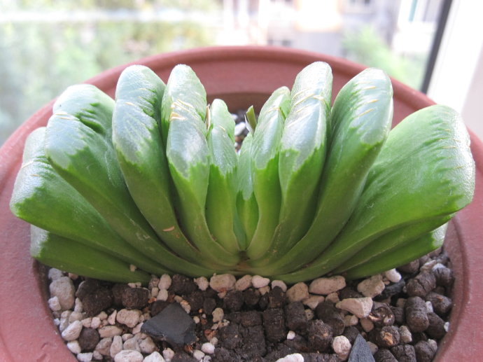 玉扇怎么養(yǎng)？玉扇品種圖鑒大全【圖】