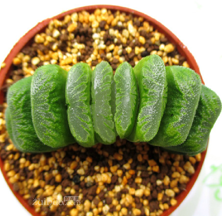 玉扇怎么養(yǎng)？玉扇品種圖鑒大全【圖】