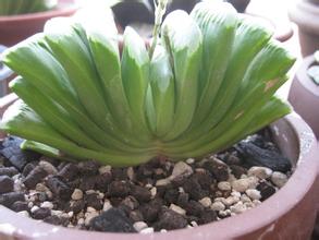 玉扇怎么養(yǎng)？玉扇品種圖鑒大全【圖】