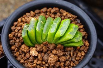 玉扇怎么養(yǎng)？玉扇品種圖鑒大全【圖】