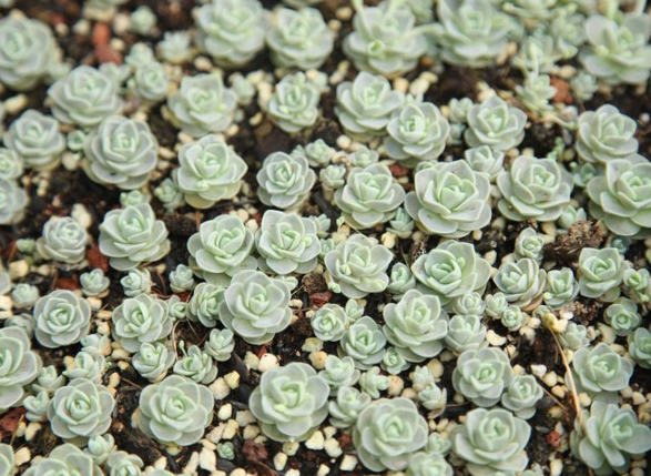 子持蓮華怎么養(yǎng)？子持蓮華開花嗎？【圖】