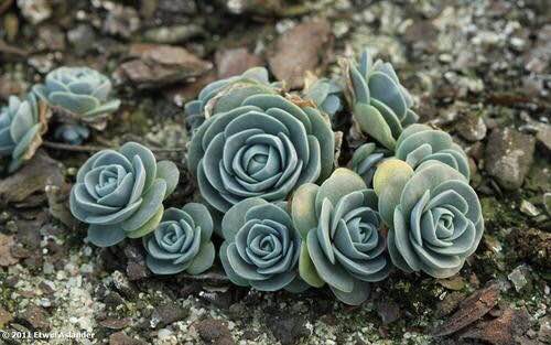 子持蓮華怎么養(yǎng)？子持蓮華開花嗎？【圖】