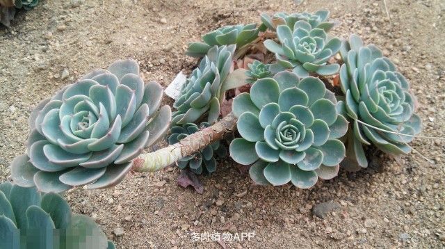 玉蝶怎么養殖？玉蝶屬于多肉植物嗎？