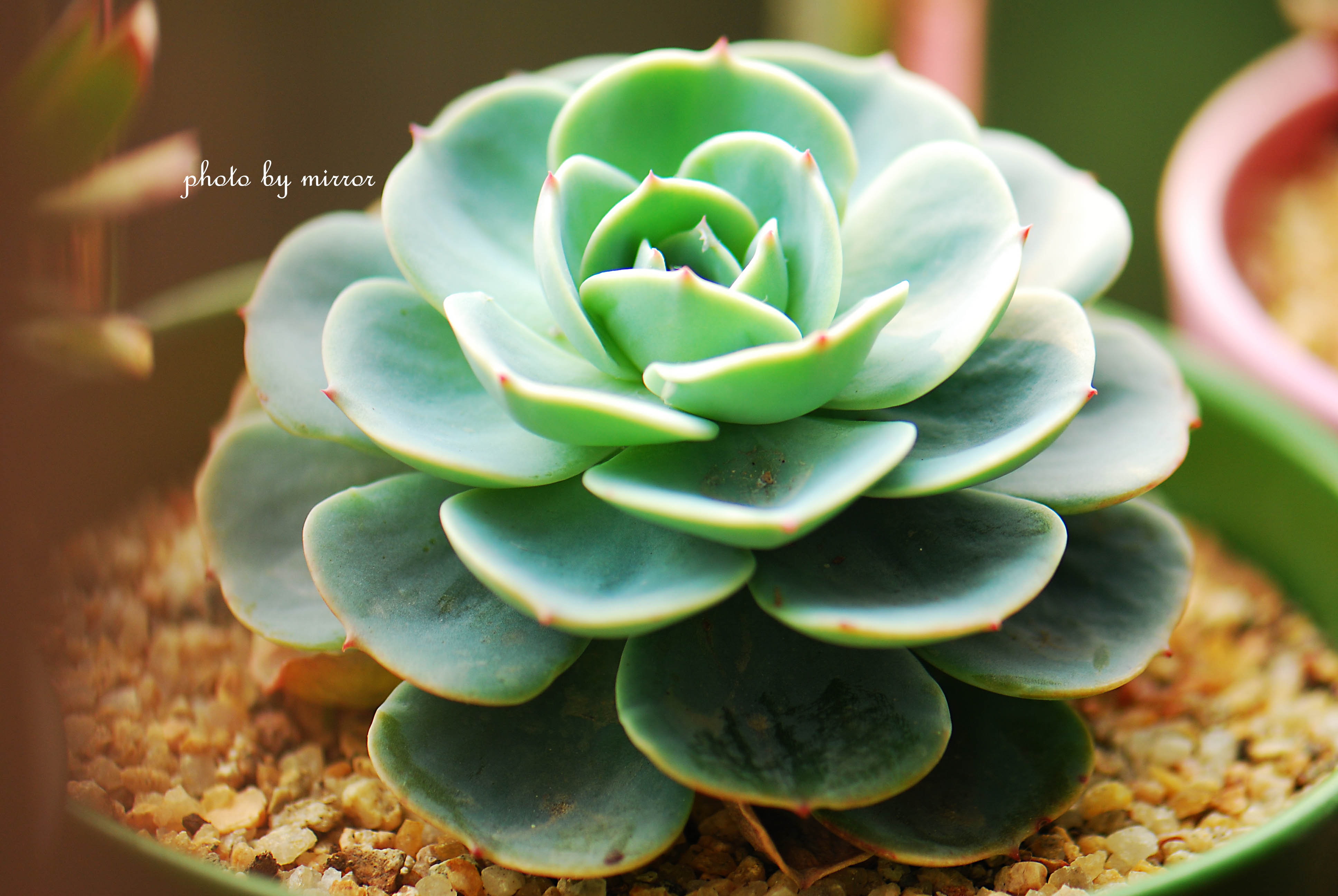 玉蝶怎么養殖？玉蝶屬于多肉植物嗎？