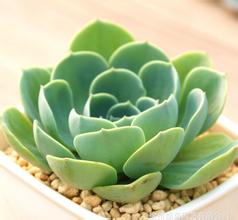 玉蝶怎么養殖？玉蝶屬于多肉植物嗎？