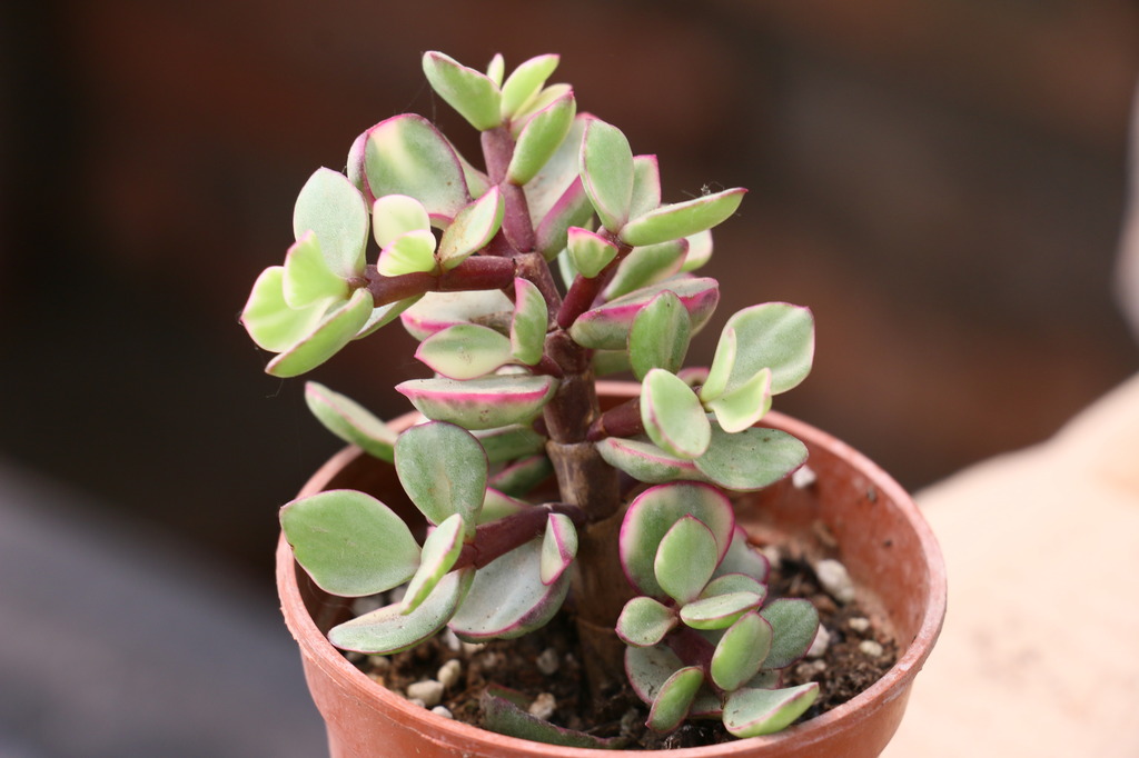 雅樂之舞怎么養？雅樂之舞掉葉子怎么辦？【圖】