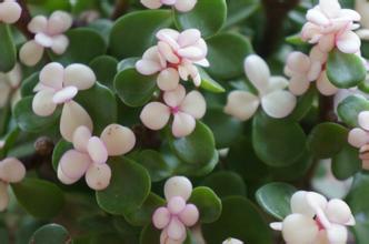 雅樂之舞怎么養？雅樂之舞掉葉子怎么辦？【圖】