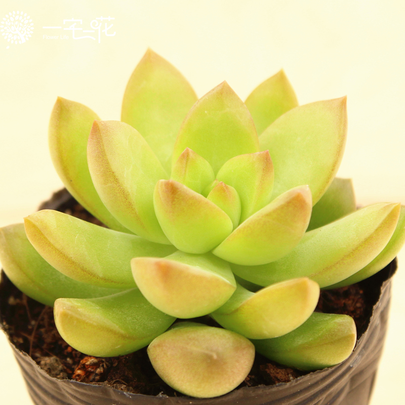 黃麗的養殖方法和注意事項？黃麗怎么養？【圖】