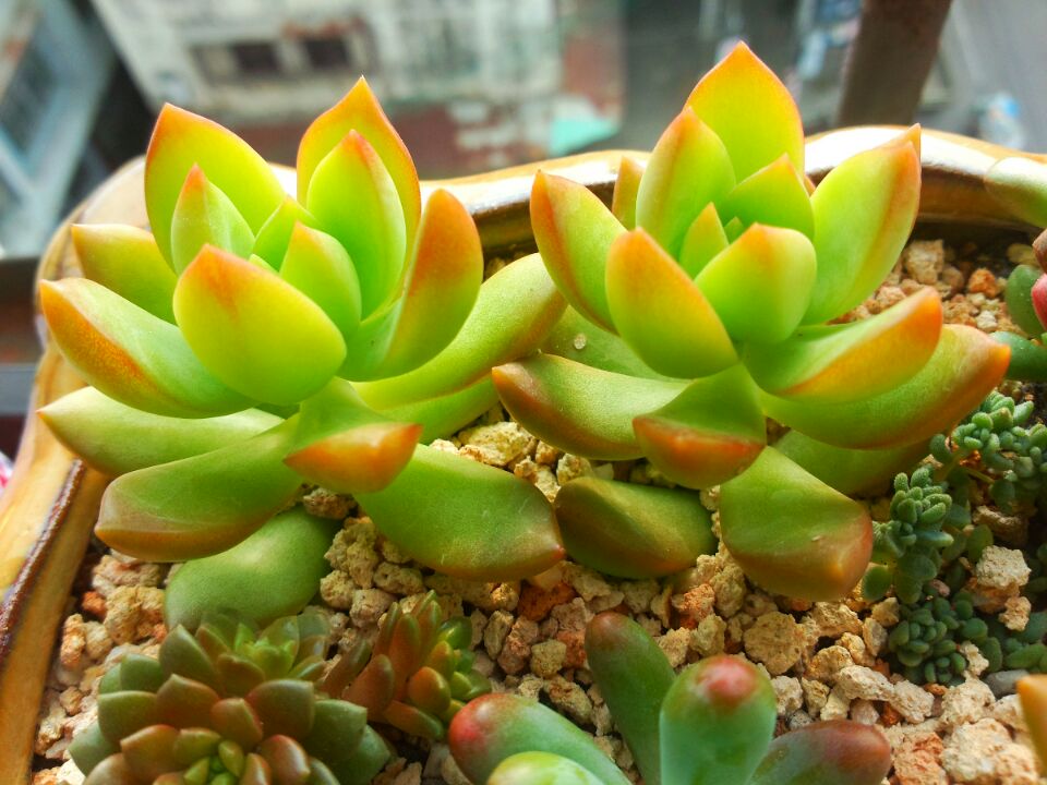 黃麗的養殖方法和注意事項？黃麗怎么養？【圖】