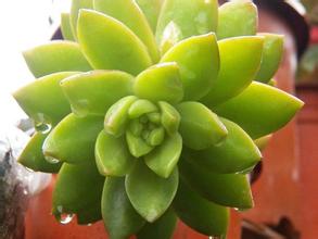 黃麗的養殖方法和注意事項？黃麗怎么養？【圖】