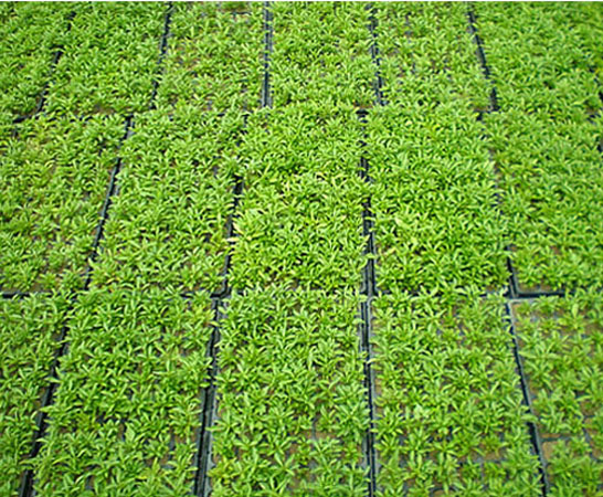 金葉佛甲草屋頂綠化？佛甲草怎么種植好？【圖】