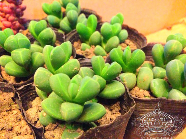 鹿角海棠怎么養殖？鹿角海棠怎么繁殖？【圖】