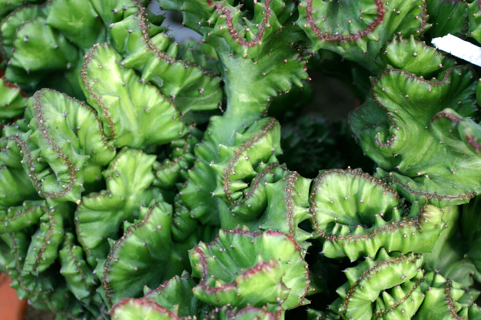 麒麟掌的養殖方法和注意事項？麒麟掌的生長速度【圖】