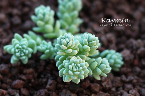 姬星美人怎么養才爆盆？姬星美人養殖方法【圖】