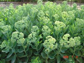 八寶景天價格行情，八寶景天的養殖方法【圖】