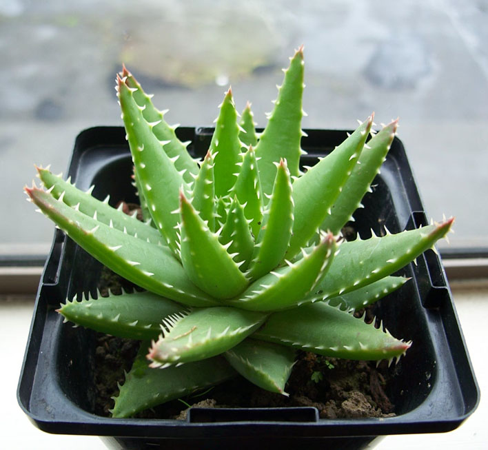 不夜城蘆薈的養殖方法？不夜城蘆薈的作用與功效？【圖】