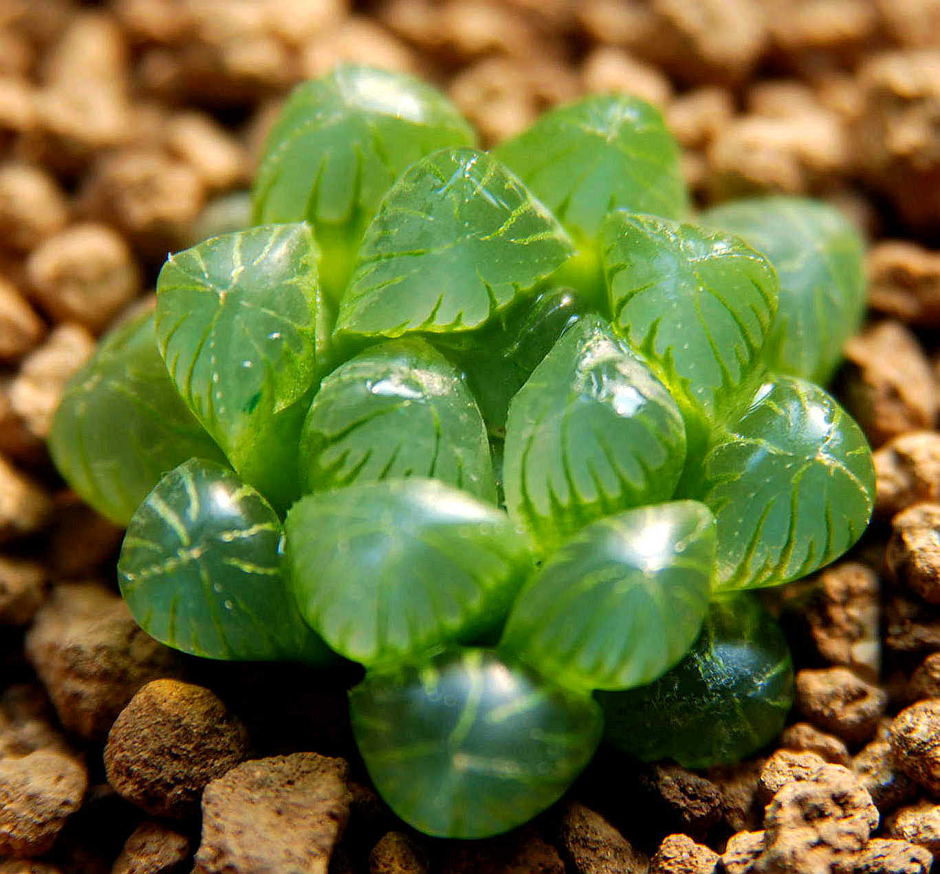 多肉寶草玉露哪個(gè)好？寶草和玉露的區(qū)別？【圖】