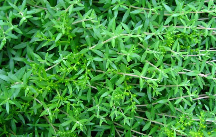 垂盆草的功效與作用？垂盆草怎么養(yǎng)？【圖】