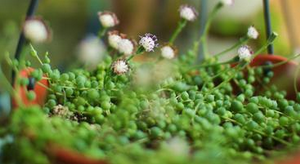 珍珠吊蘭的養(yǎng)殖方法和注意事項(xiàng)【圖】