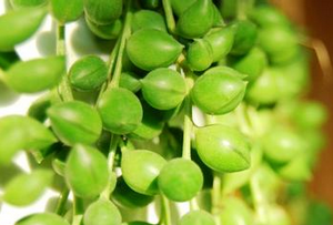 珍珠吊蘭的養(yǎng)殖方法和注意事項(xiàng)【圖】