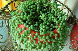 珍珠吊蘭的養(yǎng)殖方法和注意事項(xiàng)【圖】