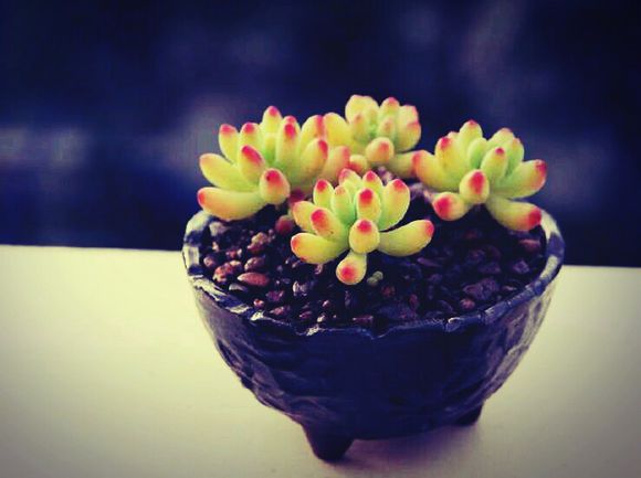 乙女心的養殖方法？半球乙女心的夏季養殖注意【圖】