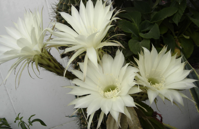 假曇花的養(yǎng)殖方法？假曇花什么時候開花？【圖】