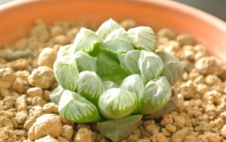 姬玉露怎么養？姬玉露剛種上能澆水么？【圖】