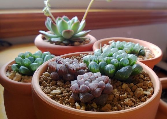 姬玉露怎么養？姬玉露剛種上能澆水么？【圖】