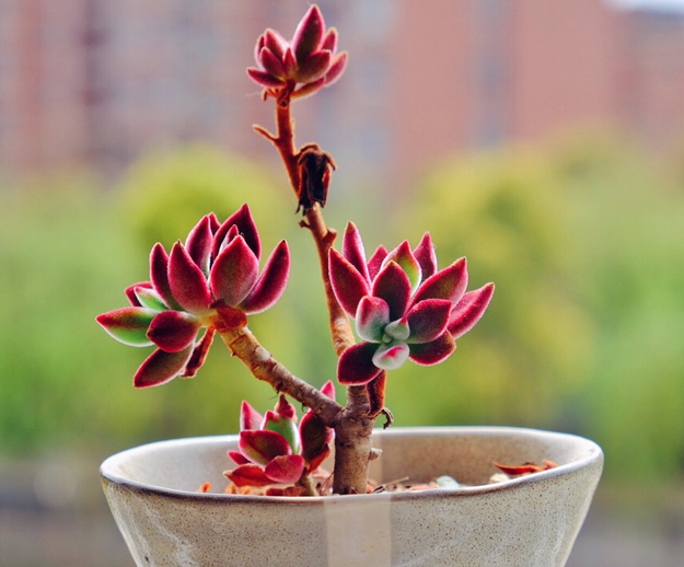 錦晃星怎么養？錦晃星用什么花盆好？【圖】