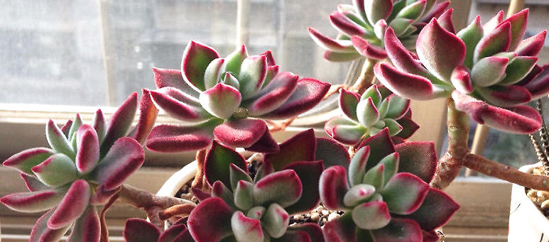 錦晃星怎么養？錦晃星用什么花盆好？【圖】