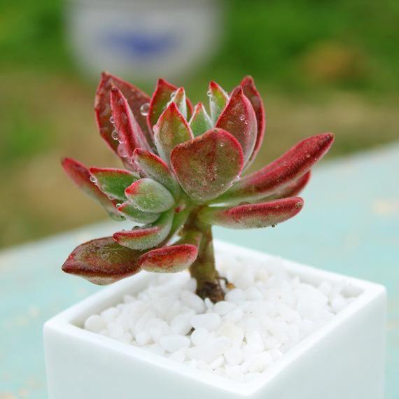 錦晃星怎么養？錦晃星用什么花盆好？【圖】